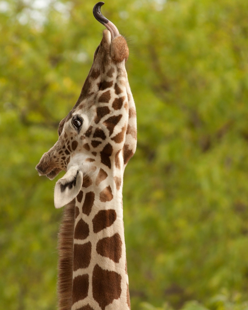 Giraffe streckt sich lang nach oben – Sinnbild fürs Lösen von Verspannung