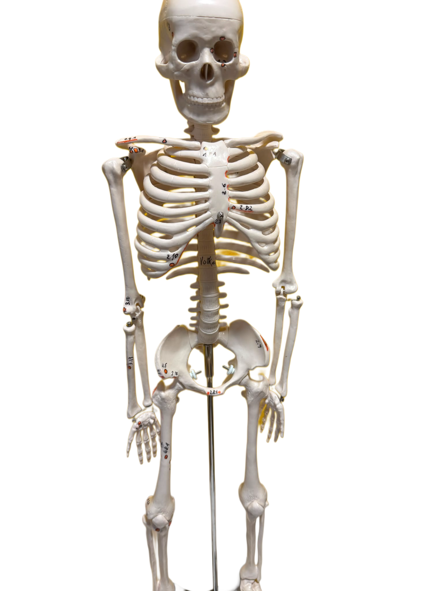 Osteopressur Triggerpunkte am Skelett
